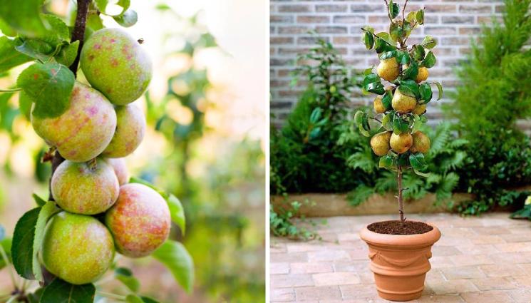 агро - Агро Телеграф: Отглеждаме овошки в саксия!