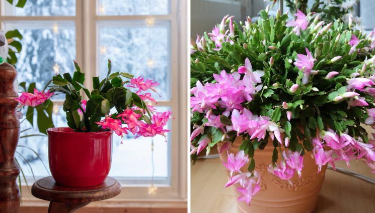 агро - Агро Телеграф: Покрийте коледничето с покривка, за да се отрупа с цветове