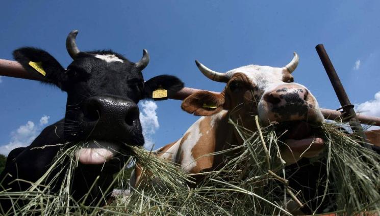 агро крави крава - ТРЕВОГА: Огромна опасност от шап!