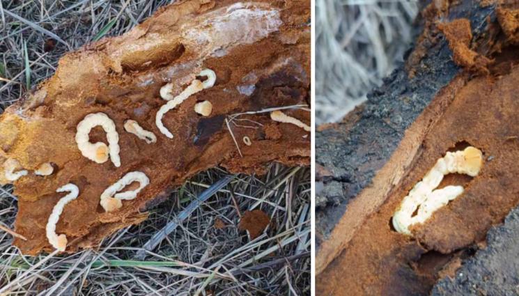 агро - Агро Телеграф: Златка и корояди унищожават овошките, алармират стопани