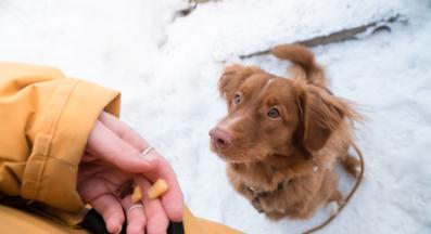 куче зима храна