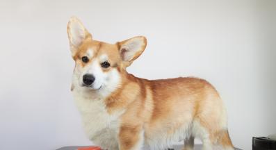 куче двойна козина