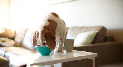 куче краде храна