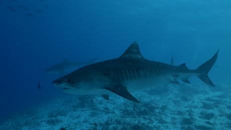 тигрова акула