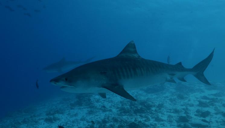 тигрова акула - Гигантска тигрова акула захапа главата на водолаз (ВИДЕО)