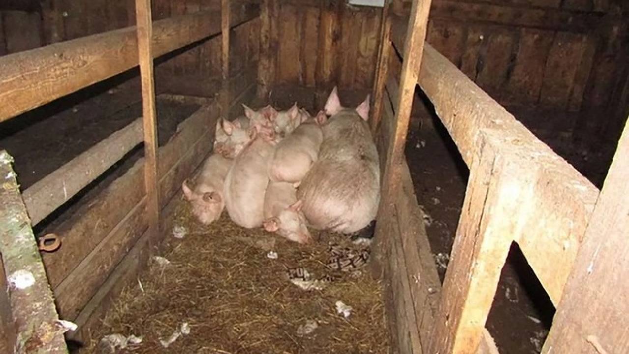 Милена Шевельова