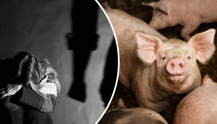 насилие прасета - СЪЩИНСКИ ТРИЛЪР: Фермер изнасили тийнейджърка, хвърли я жива на прасетата! (СНИМКИ)