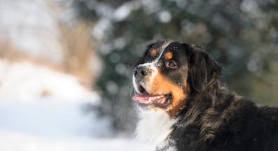 куче сняг забава