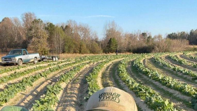  Секси фермери 2024 