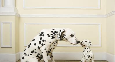 Далматинец