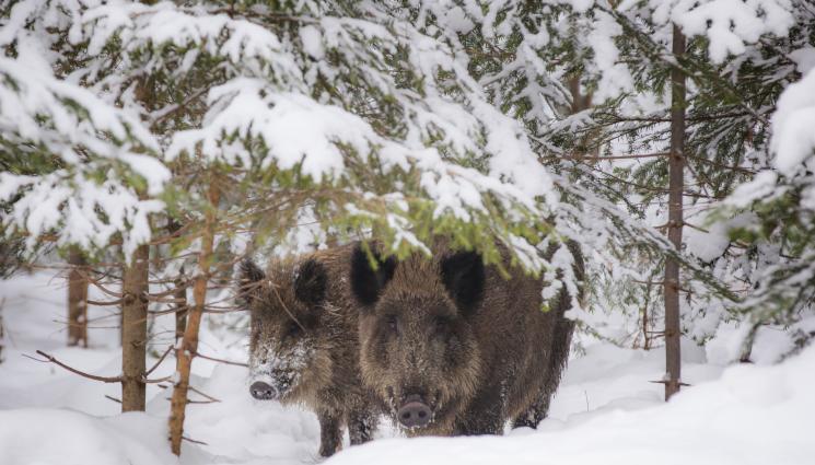диво прасе - Публикуваха графика за празниците - за дива свиня по Коледа и Нова година