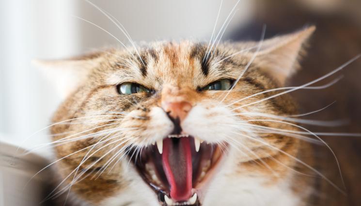 котка - МИАУ, ПЛАЩАЙ! – ГЛОБИХА ЖЕНА ЗА „ШУМНА“ КОТКА ВЪВ ВЛАКА