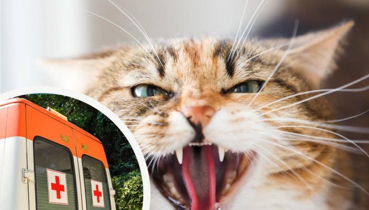 котка - СПЕШНА ПОМОЩ: Разследват доктор, спасил котка по време на работа