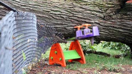 дърво детска площадка