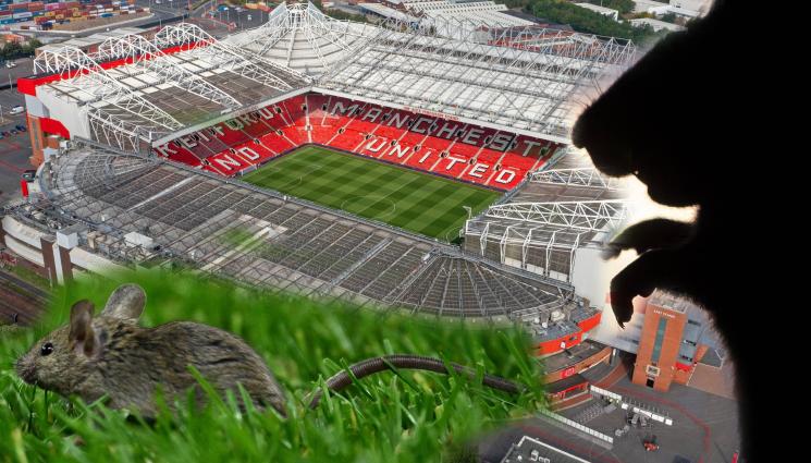 плъх мишка Олд Трафорд - Манчестър Юнайтед получи