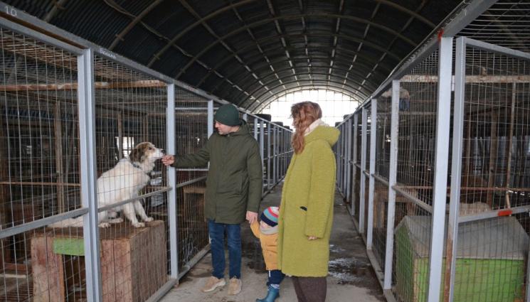 приют за бездомни животни - СТРЯСКАЩО: 10 000 котки и около 2 000 кучета скитат из Варна!