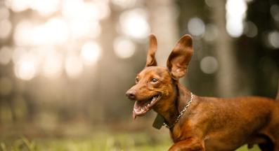 куче смешно