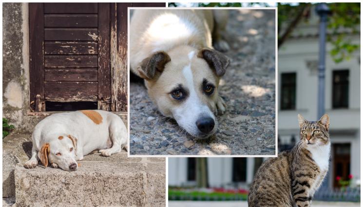 кучета - СТРЯСКАЩО НАШЕСТВИЕ: 10 000 котки и 2000 кучета скитат из улиците!