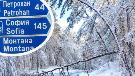 сняг дървета петрохан