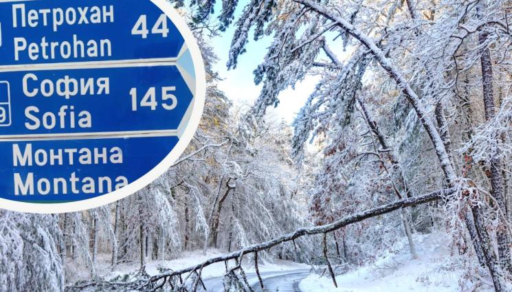 сняг дървета петрохан - ВНИМАНИЕ, ШОФЬОРИ: Снеговалеж и намалена видимост на „Петрохан“