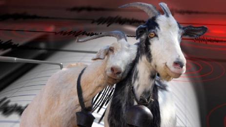 кози земетресение