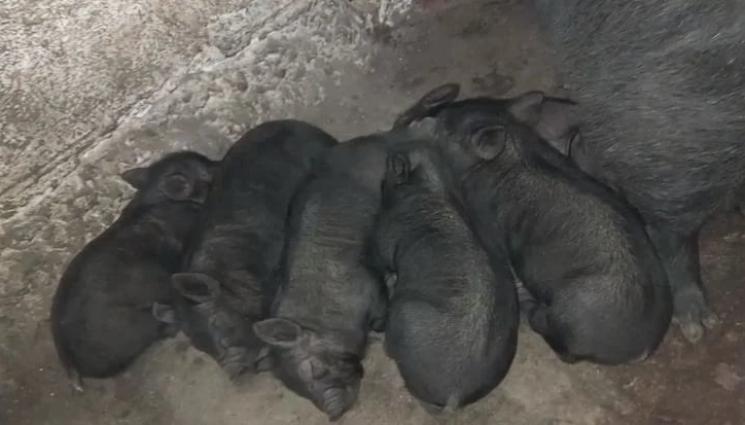 черни прасенца - Агро Телеграф: Черен ангел възкръсна след чумата