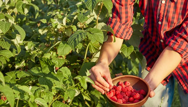 малини - Агро Телеграф: Малините се връщат към Балкана