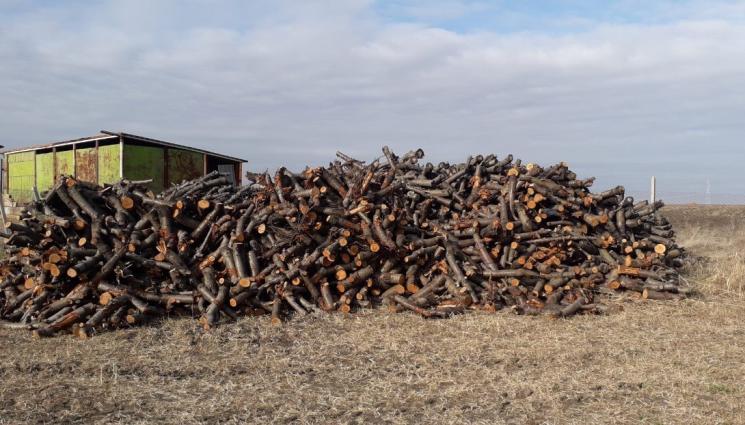 дърва - Агро Телеграф: Градини в печката заради черна златка