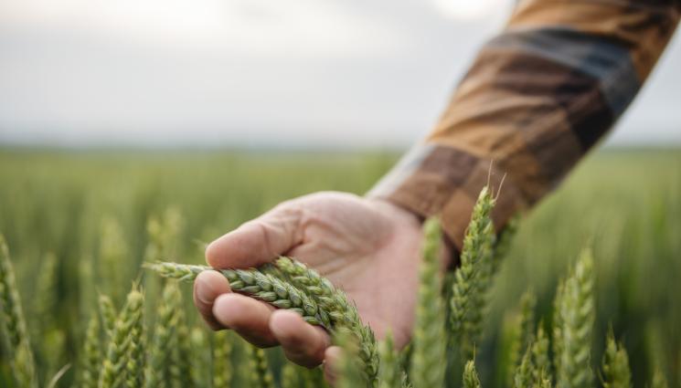 пшеница - Агро Телеграф: Създадоха пшеница, устойчива на суша