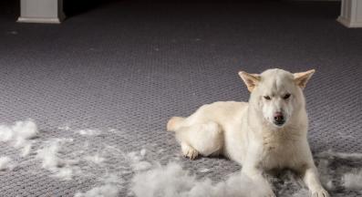 куче козина