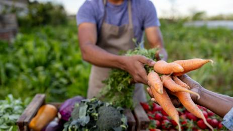 зеленчуци моркови