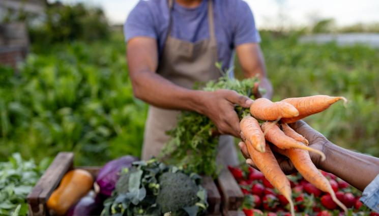 зеленчуци моркови - Агро Телеграф: Андалусия №1 по селскостопанска продукция в ЕС