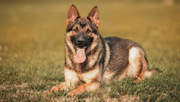 немска овчарка - ГЕРОЙ ДО ЖИВОТ: Пенсионирано полицейско куче откри изчезнал човек