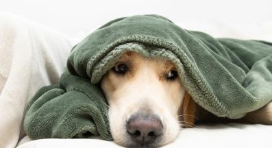 куче нервно