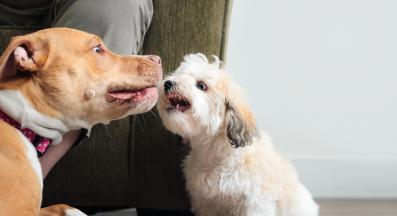 малко куче смешно