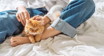 домашна котка