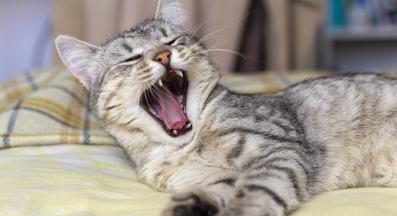 домашна котка