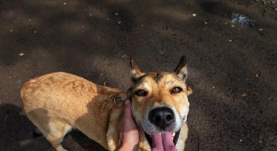 куче гледа човек