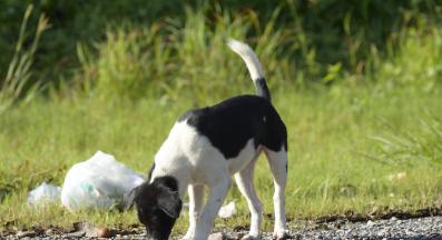 куче боклук