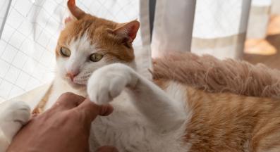 домашна котка