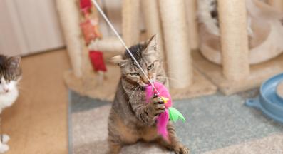 котка играе