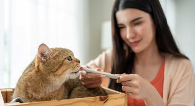 домашна котка