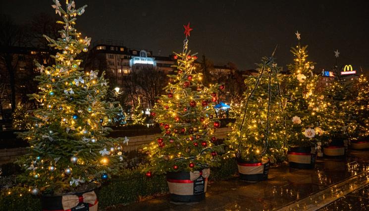 елхи - БЛАГОТВОРИТЕЛНА АКЦИЯ: Елхи на таланта озариха София
