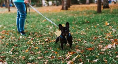 куче разходка