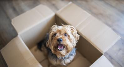 Йоркширски териер