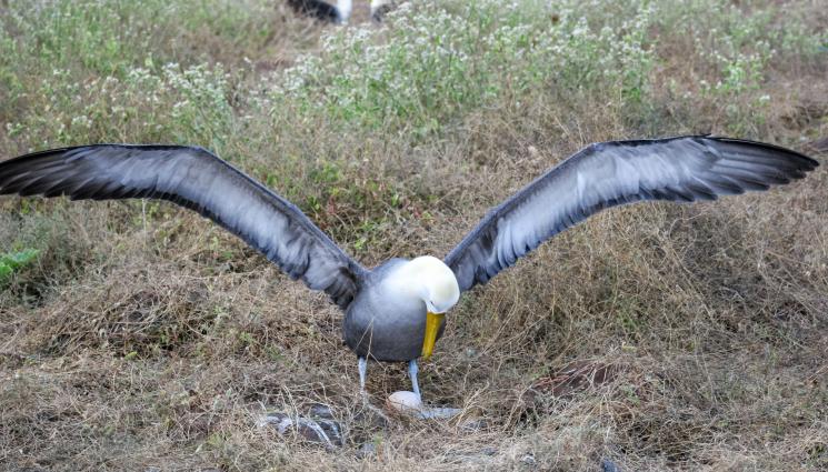 с - РЕКОРД: Най-старата птица в света снесе яйце на 74 години! (ВИДЕО)