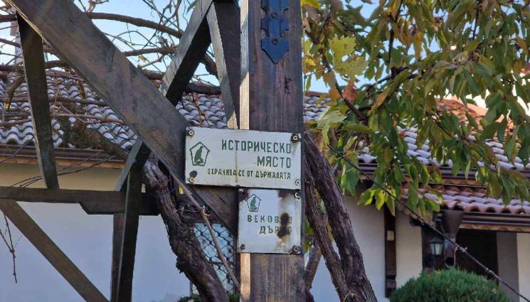 златно време - Правят БГ вино от 500-годишна лоза, била най-стара на Балканския полуостров!