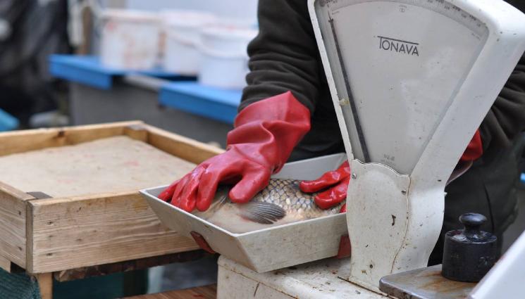 шаран - НА СМЕТКА: Бегом до Ямбол за евтин шаран!