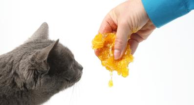 домашна котка