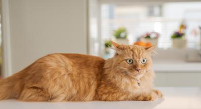 домашна котка